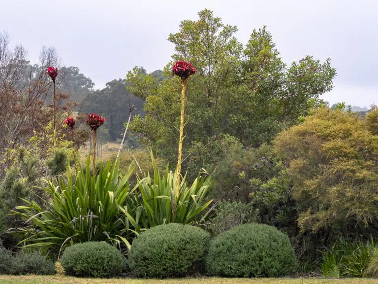 Native Australian Garden
