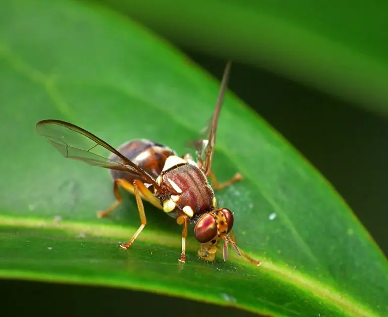 Queensland Fruit Fly (Qfly) – South Perth Outbreak Update